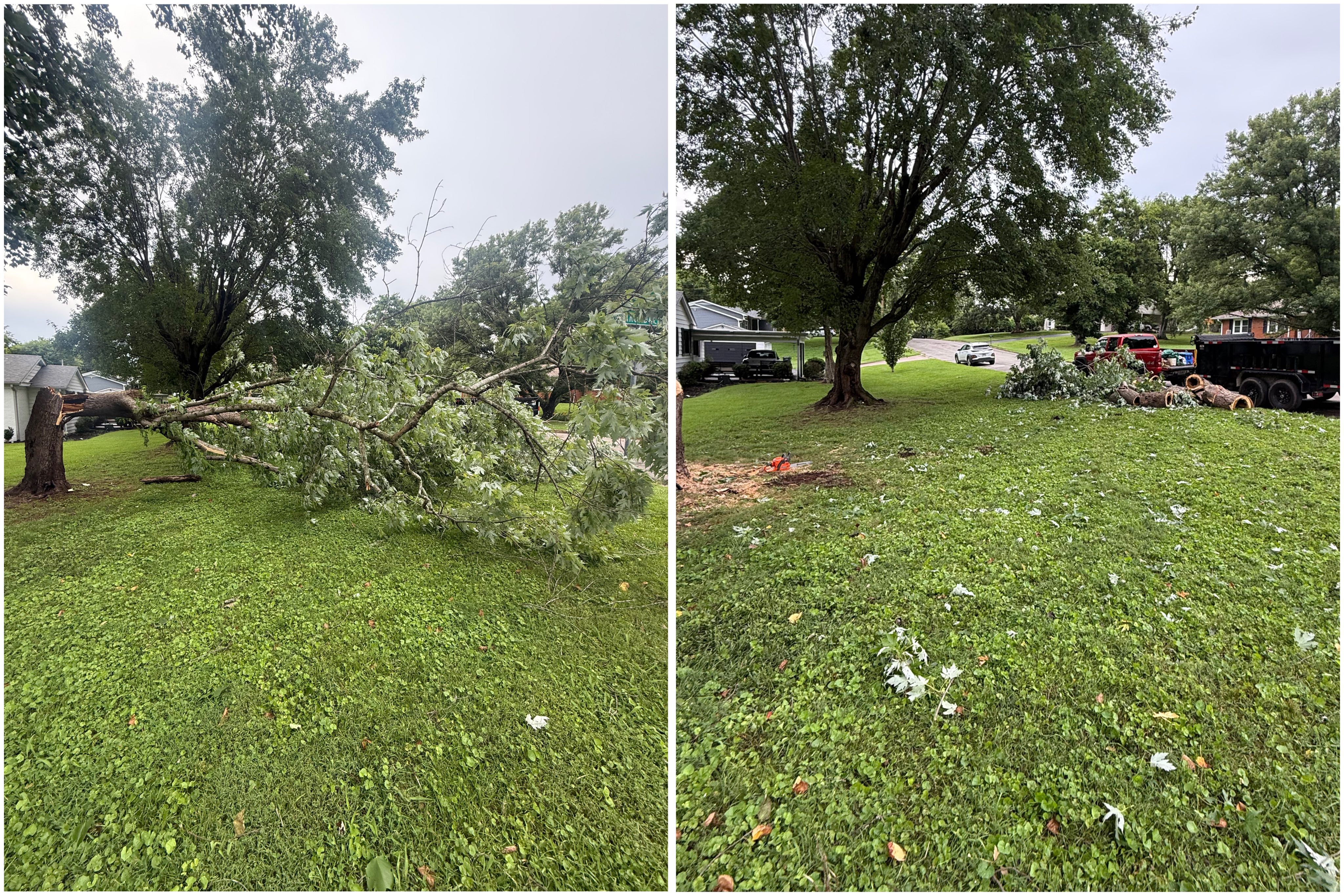 Before and after tree removal service showing complete debris cleanup by HB Lawncare